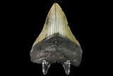 Fossil Megalodon Tooth - North Carolina #146988-2